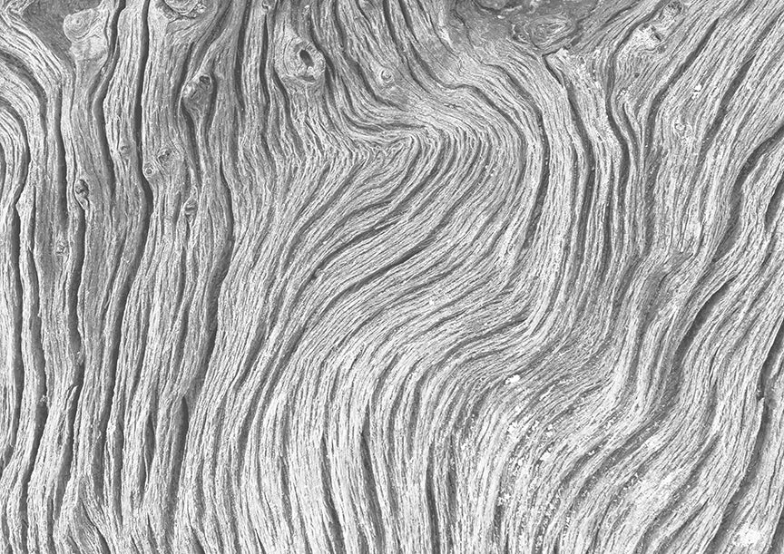 Matriz lipídica de la piel (SLM)